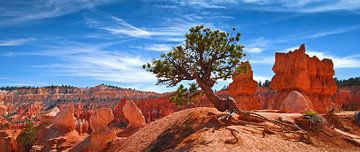 The old tree of Bryce Canyon | Utah USA van RB-Photography