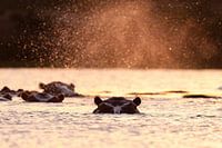 Hippo at sunset