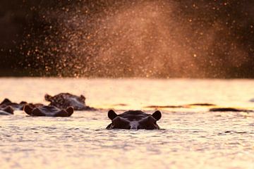 Nijlpaard bij zonsondergang van Caroline Piek