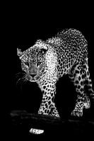 Panter