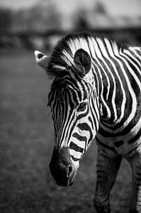 Zebra van Photography by Karim