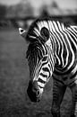 Zebra van Photography by Karim thumbnail