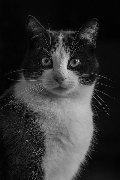 portet kat by Lisan Geerts