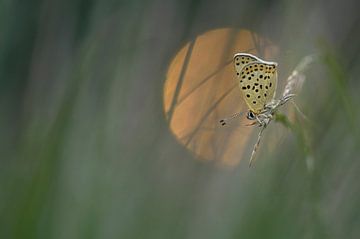 Brown fire butterfly by Jan Paul Kraaij