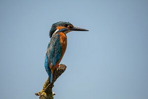 Martin-pêcheur sur une branche
