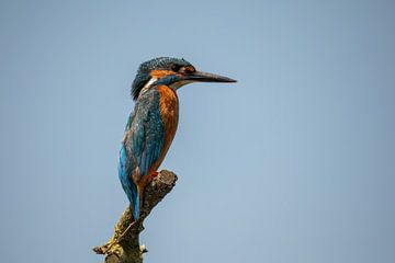 Martin-pêcheur sur une branche