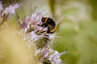 Fleur d'abeille