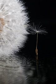 Ein Flaum hält den Flaumball von Marjolijn van den Berg