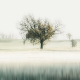 Tree by Ralf Hickmann