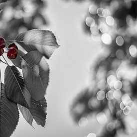 Les cinq cerises by Catherine Fortin