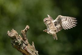 Landing Burrowing Owl by Freddy Van den Buijs