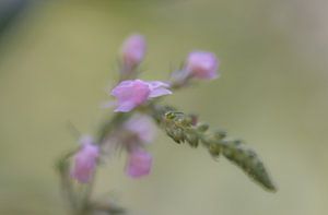 rosa Weichheit