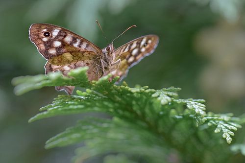 Speckled wood (butterfly)