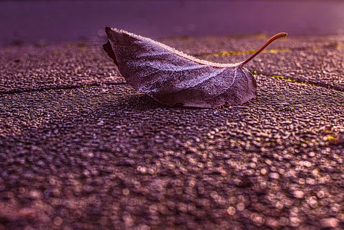 Bevroren Blad met Strijklicht: De Schitterende Schoonheid van Kou en Zonneschijn