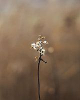 geïsoleerde herfstbloem