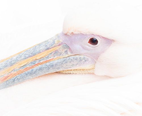 Roze pelikaan in Ouwehands Dierenpark van Annemarie Mastenbroek