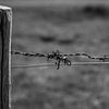 Barbed wire on a wooden pole by Martijn Tilroe