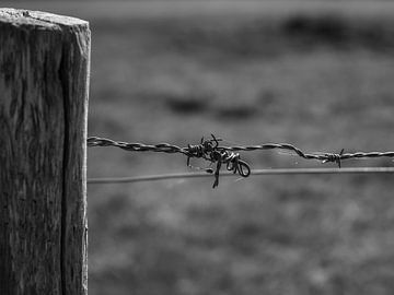 Barbed wire on a wooden pole