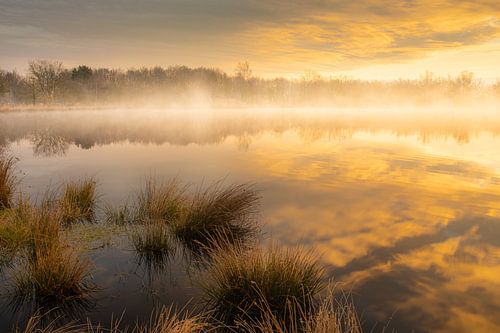 Brume matinale sur un petit lac dans les bois sur Wilko Visscher