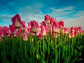Roze tulpen uit Holland van Dennis van Berkel thumbnail