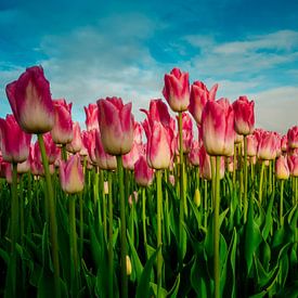 Pink tulips in a field - Holland sur Dennis van Berkel