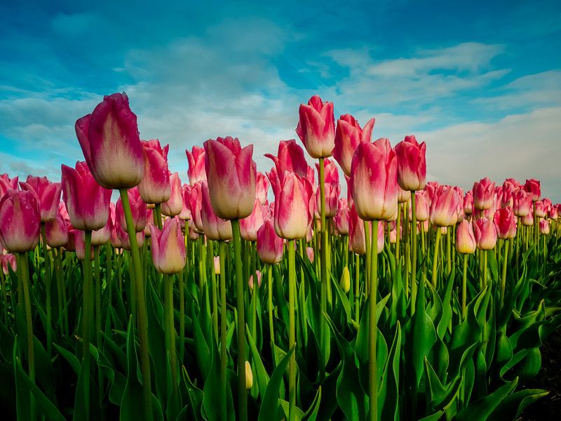 Roze tulpen uit Holland van Dennis van Berkel