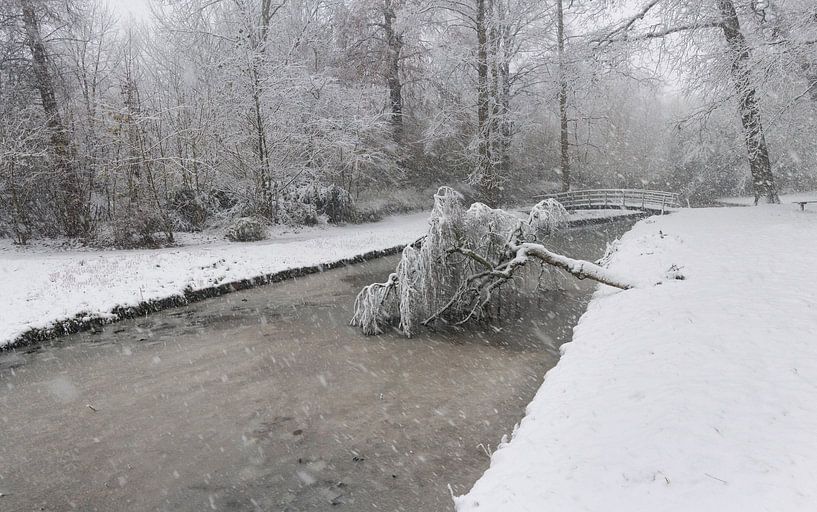 Fallen tree by André Scherpenberg