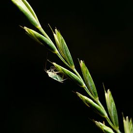 The only way is up (macro, fine art) by Fotografie Jeronimo