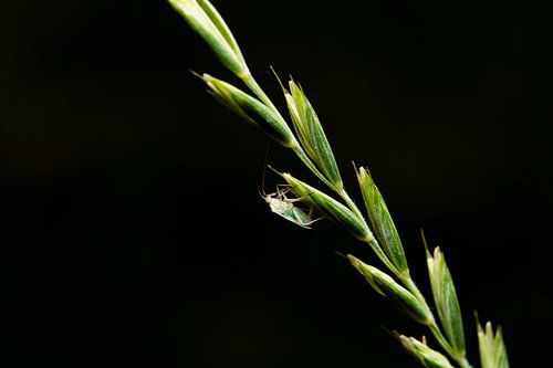 The only way is up (macro, fine art)