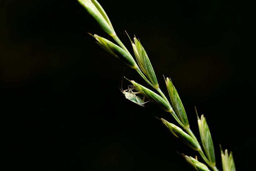 Le seul chemin est le haut (macro, beaux-arts) par Fotografie Jeronimo