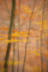 Herbstwald von Douwe Schut