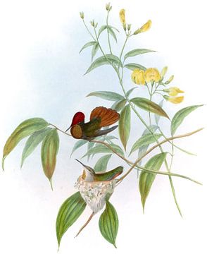 Ruby en Topaz, John Gould van Hummingbirds