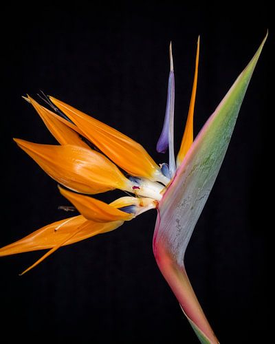 Bird of Paradise