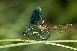 Libellules magnifiques faisant l'amour