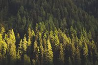 Fir forest in the Alps