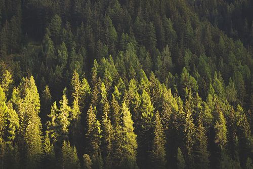 Forêt de sapins dans les Alpes