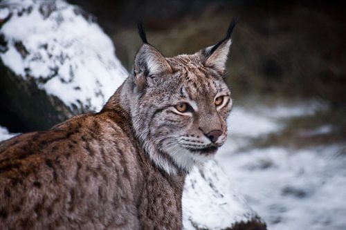 A big cat lynx sits half-turned, muzzle close-up. Snow in the background.