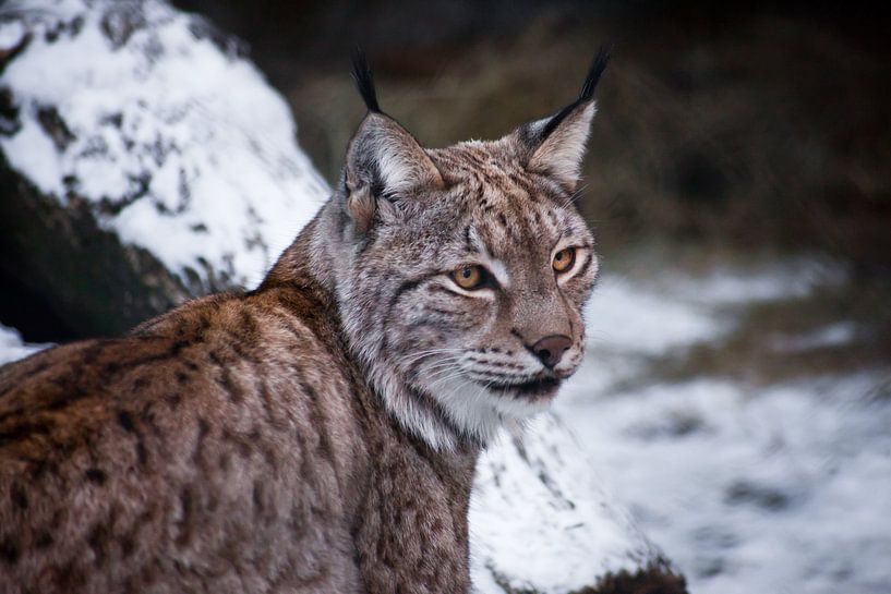 Un gros chat lynx est assis à moitié tourné, le museau en gros plan. La neige en arrière-plan. par Michael Semenov