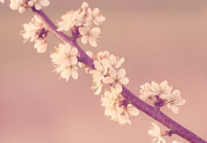 Blackthorn in bloom by Harmen Mol