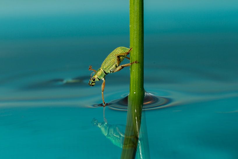 Perfect Temperature for a skinny dip! by Jan Pleiter