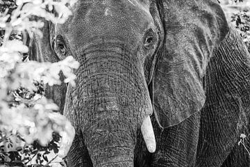 Elephant In Chobe National Park van Jurgen Hermse