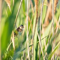 Reed warbler with food for the young