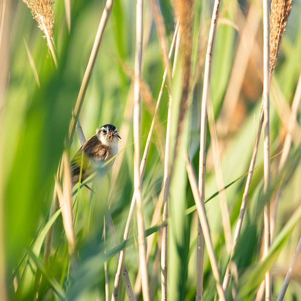 Reed warbler with food for the young by Jan van Meegen