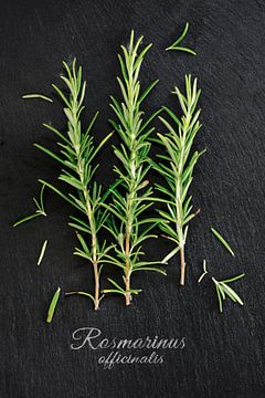 fresh green rosemary, Rosmarinus officinalis, on a dark slate background, view from above, sample te by Maren Winter
