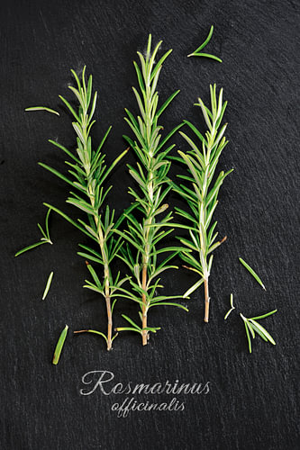 frischer grüner Rosmarin, Rosmarinus officinalis, auf dunklem Schiefergrund, Ansicht von oben, Muste