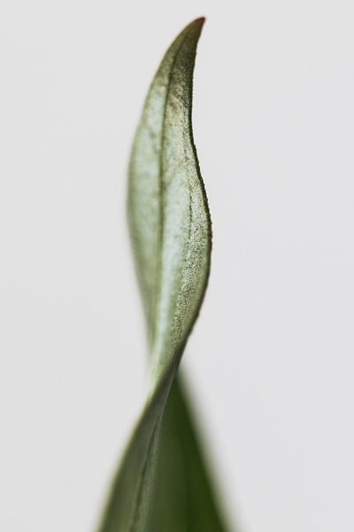 Elegance by Elise van Gils