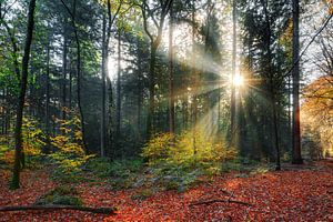 Zonneharpen in het bos in de herfst van Dennis van de Water