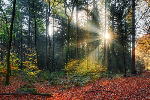 Zonneharpen in het bos in de herfst