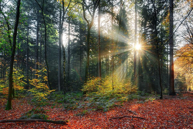 Zonneharpen in het bos in de herfst by Dennis van de Water