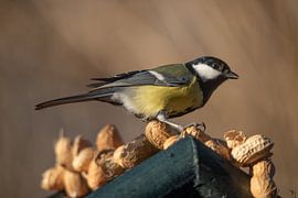 Kohlmeise von Tara Kiers